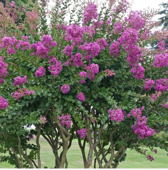 Liliac indian diferite culori