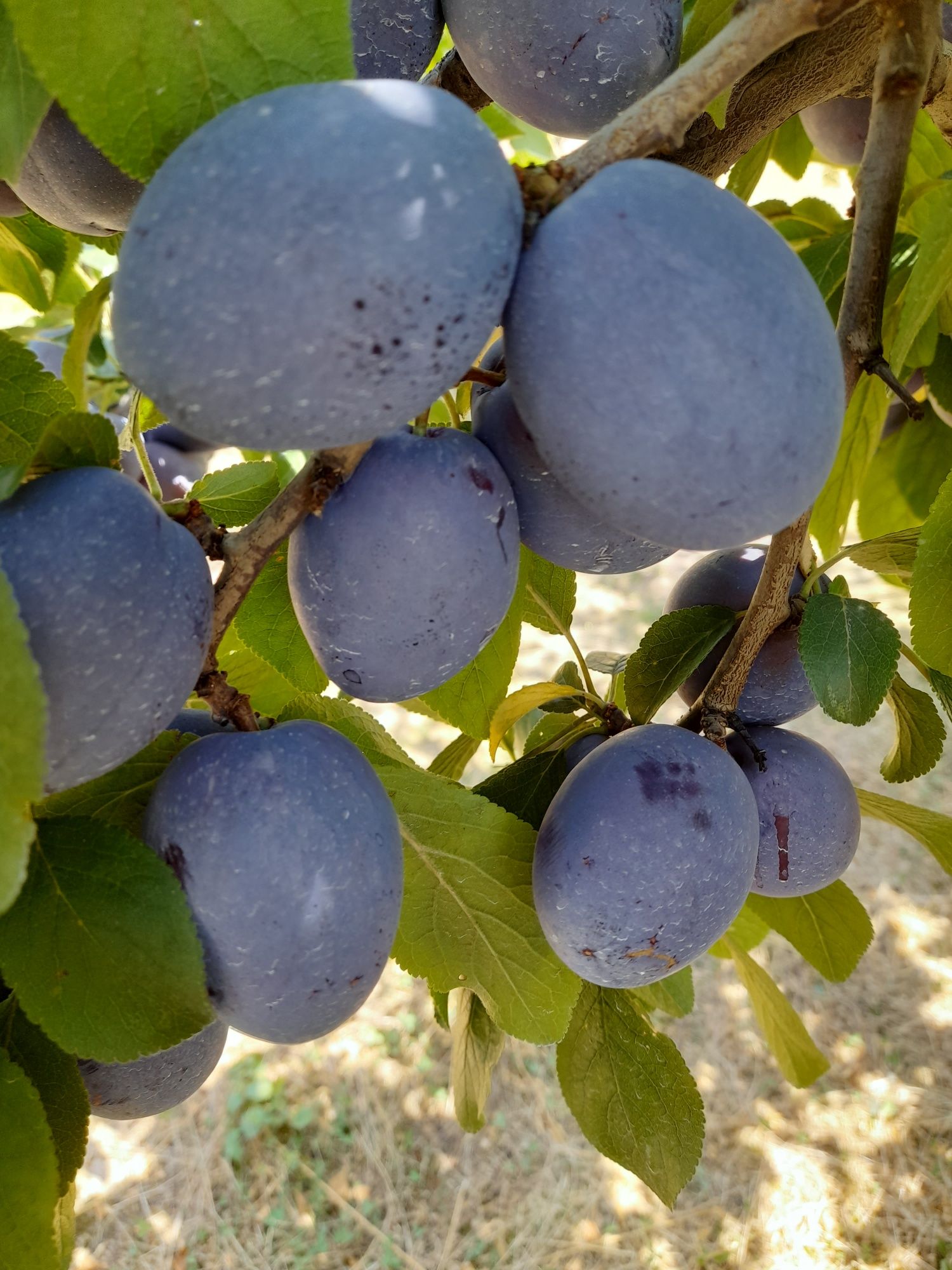 Prune de vânzare.