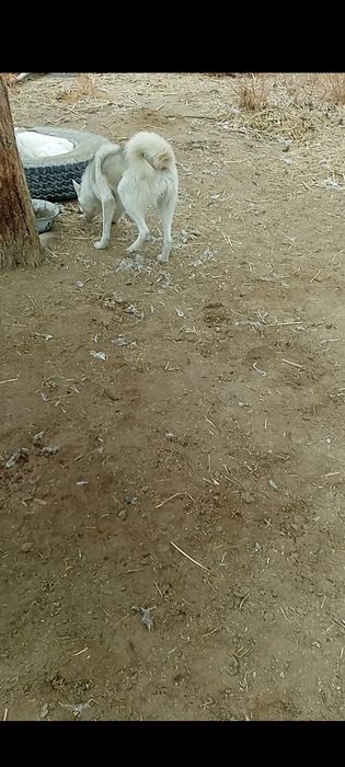 Лайка ЗСЛ.  айлық. Еркек