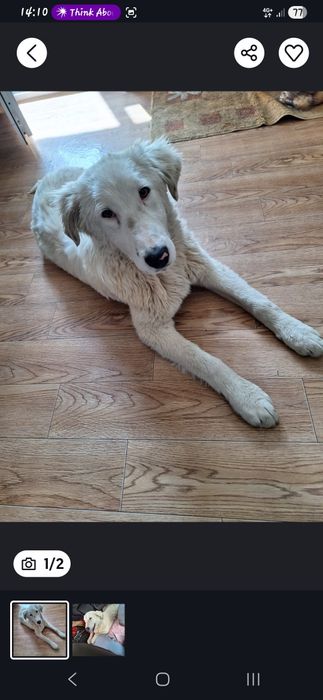 Собака для пристройства