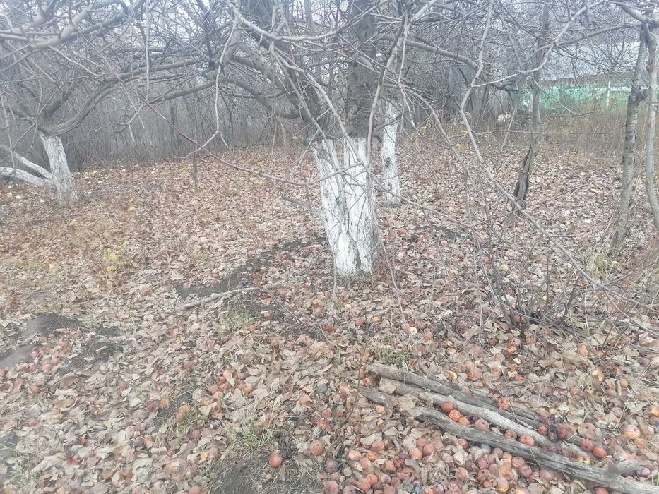 Дом инвалидов для строительства