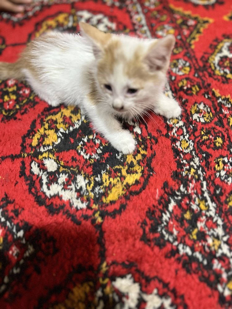 Uyda boqilgan mushuk toza dim aqlli chagaga chiqadi o’rgatilgan