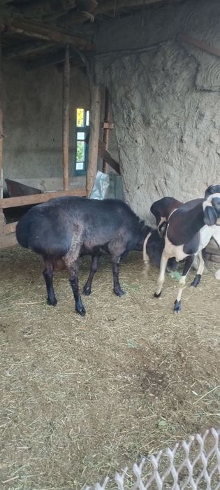 Zotdor arashan qòchqor