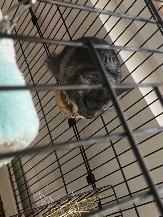 Продавам чинчила с клетка