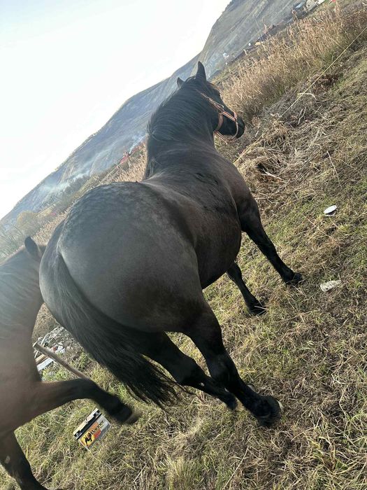 Iepe de vanzare cluj