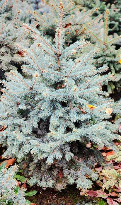 Спасем экологию! Голубые ели европейского элитного сорта