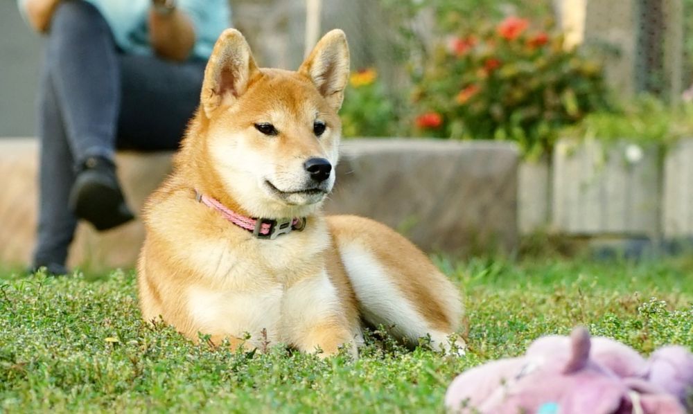 Shiba cu Pedigree