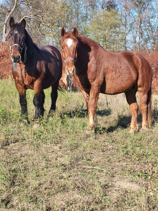 4 caii castrati de vanzare