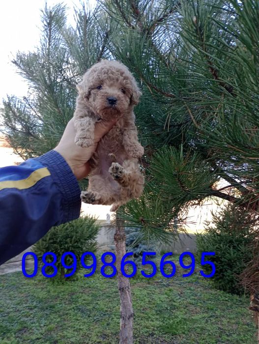 Мъжко Пуделче ...