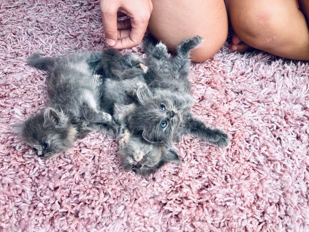 Персийски котки