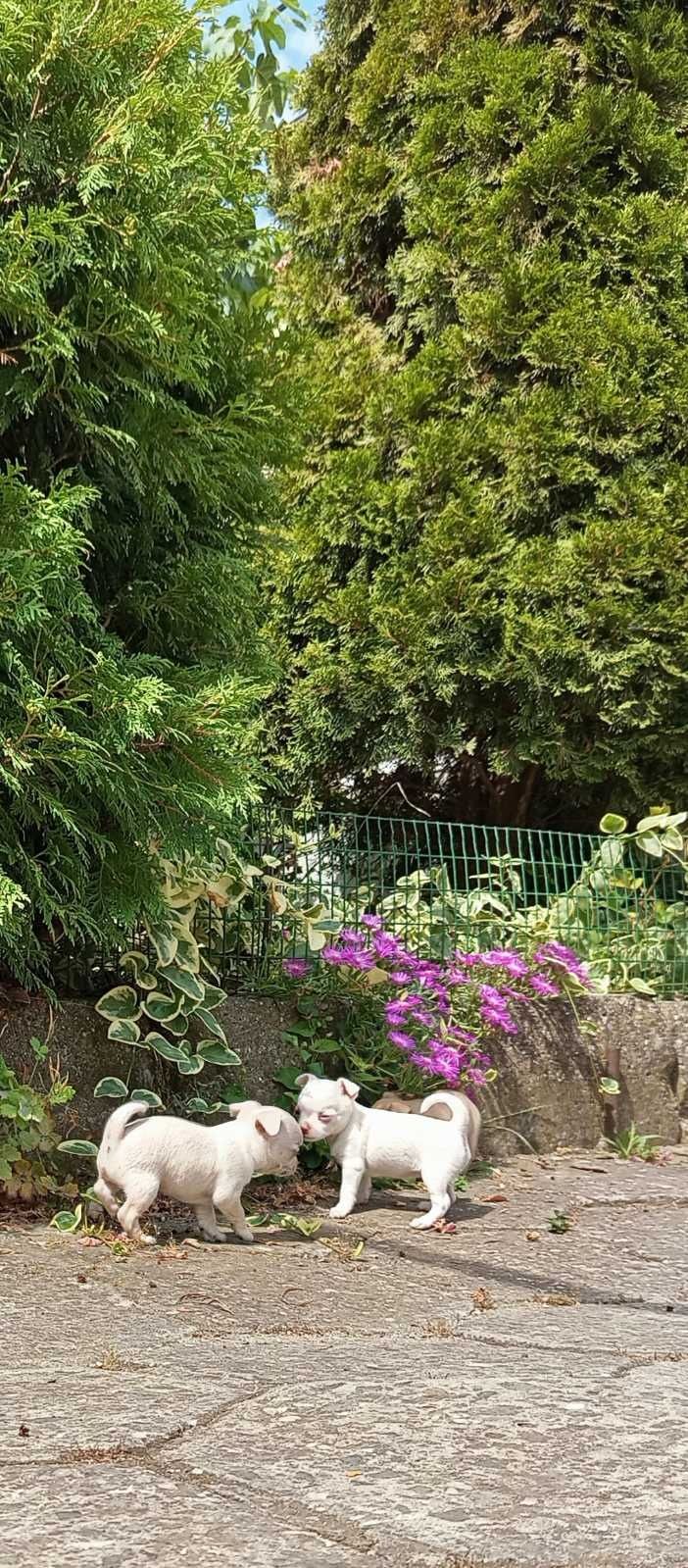 Малки кученца Чихуахуа