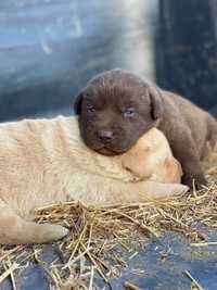 Pui labrador retriever