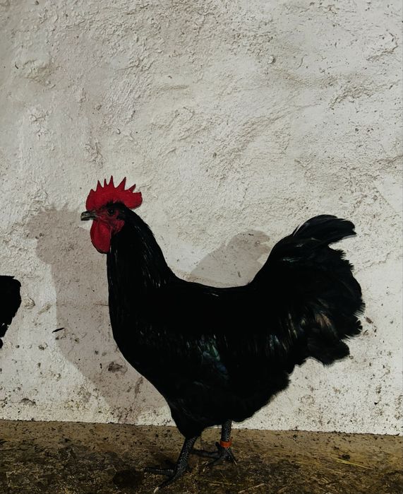 Vand 4 cocosi australorp