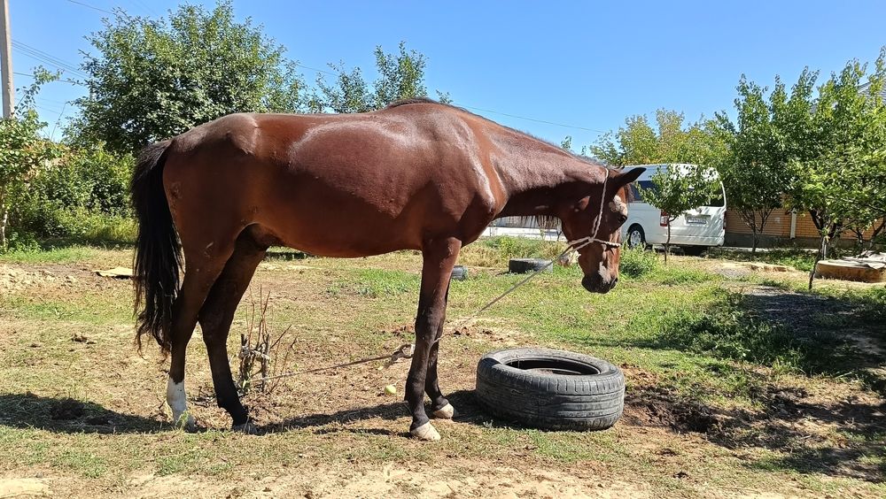 Мінгі құнан сатылады.