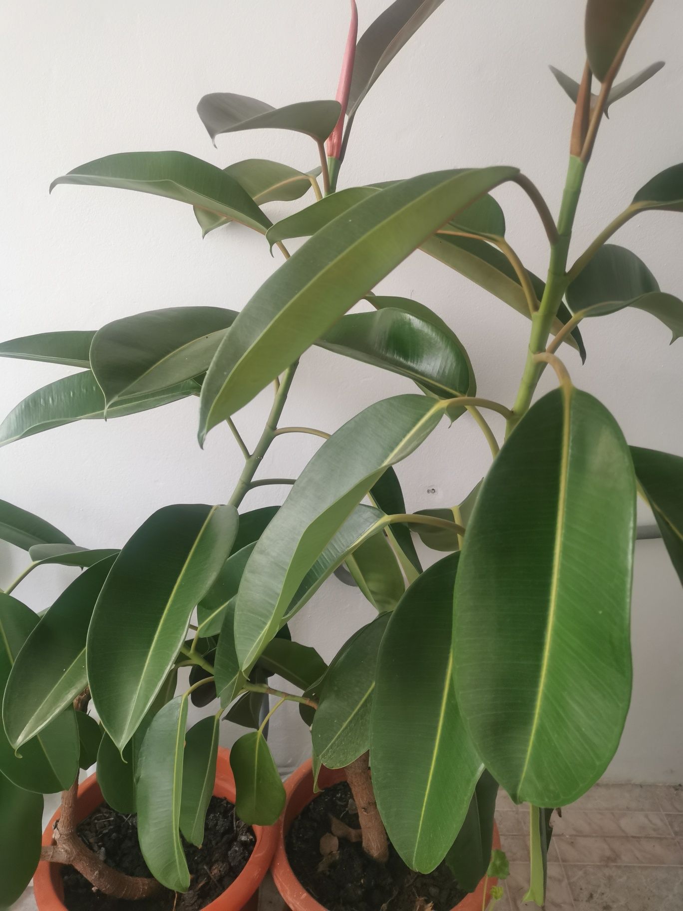 Ficus, planta decorativa