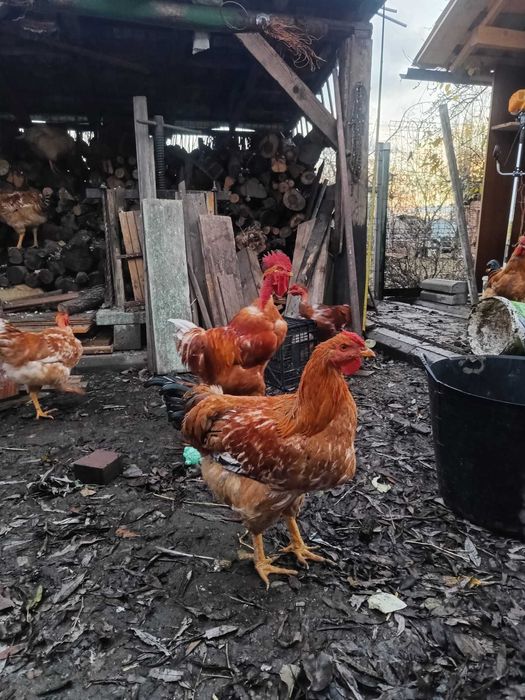 Vând cocos gat golas