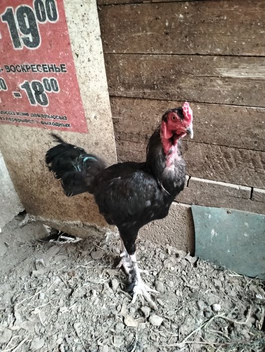 Продам петуха ...