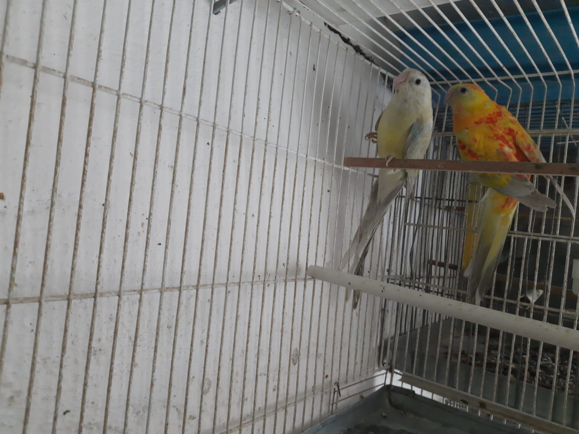 Perusi, Agaponis, Nimfe, Rozela, Micul Alexander, Kakarichi
