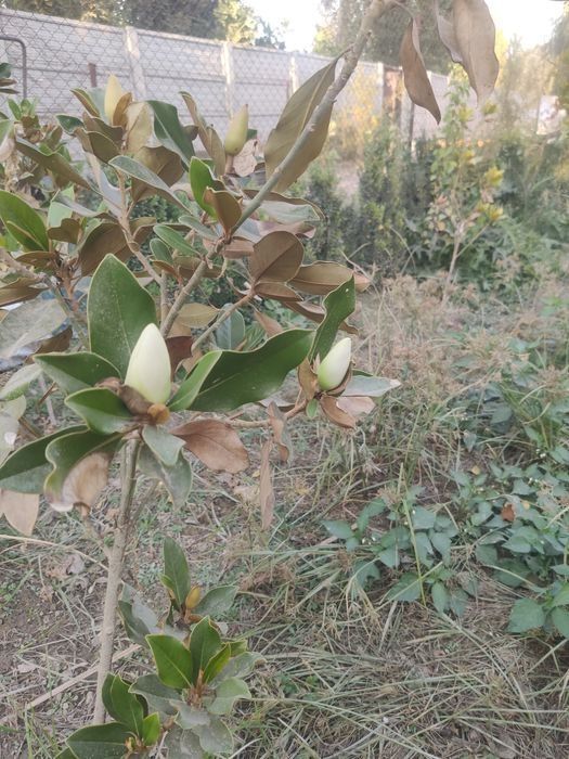 Тозза Италиянскй магнолия сотилади