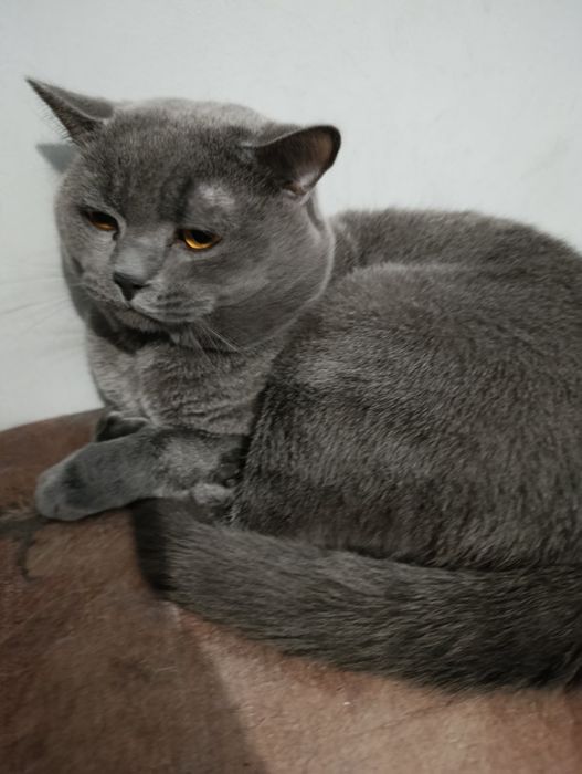 Британски котета