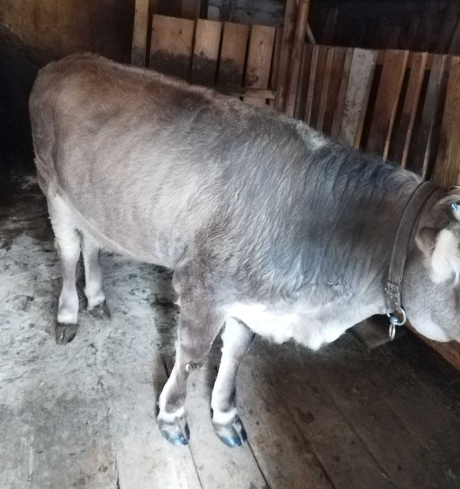 Vând vițea de 9 luni !
