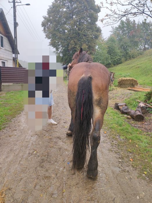 Mânz de 2 ani castrat