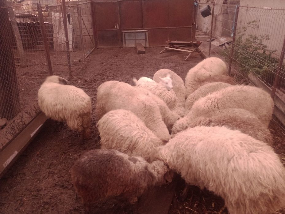 Vând 14 miele tânăre