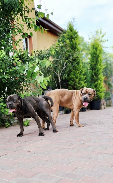 Mascul Cane Corso