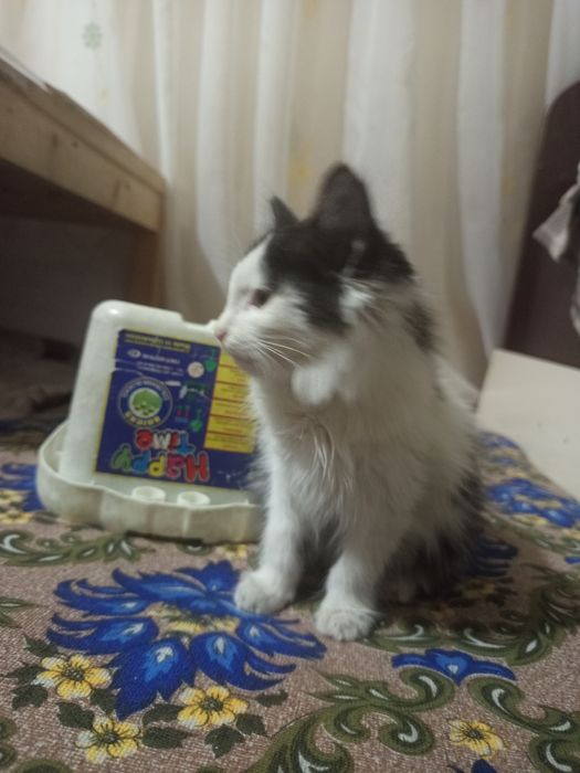 Мушукча хадия килинади