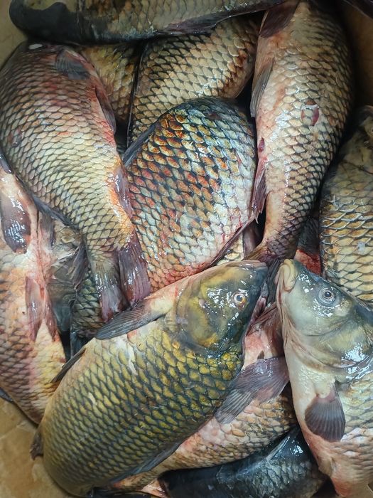 Свежая рыба с доставкой