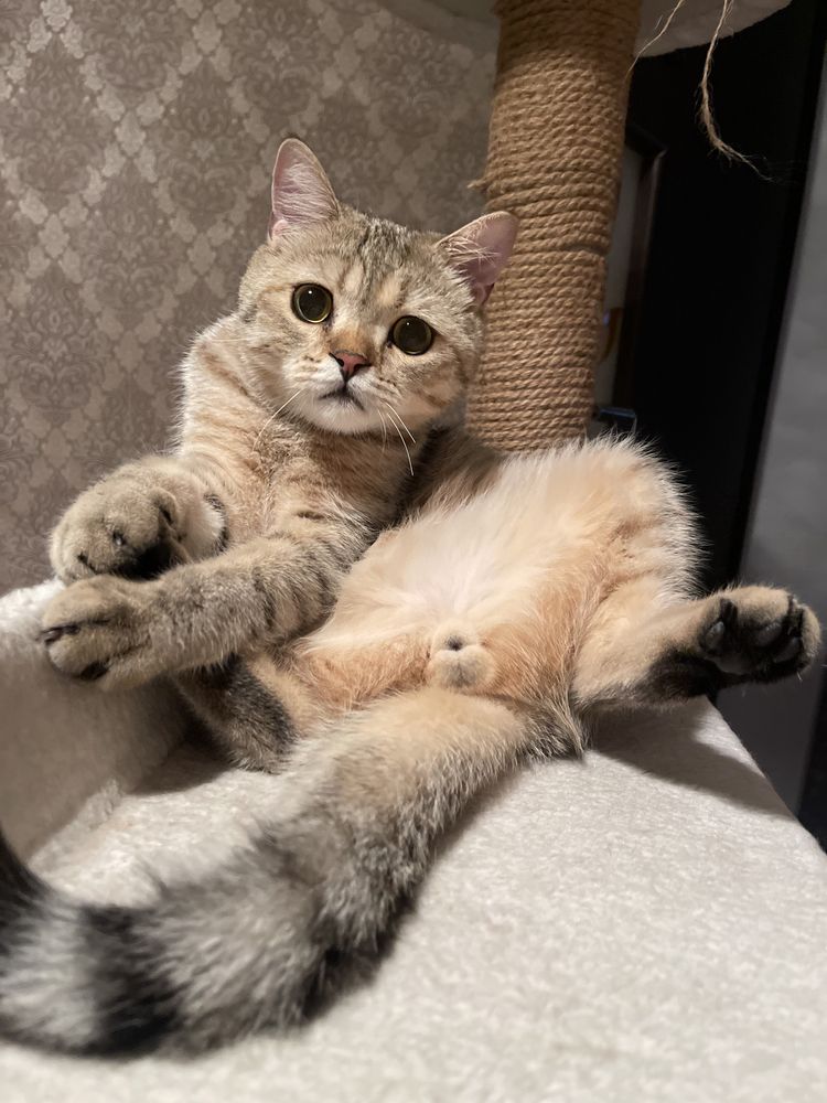 Шикраный Кот Британец