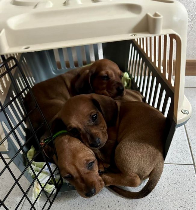 Дакелче бебе момченце