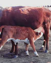 Продам корову казахской белоголовой породы с телёнком.