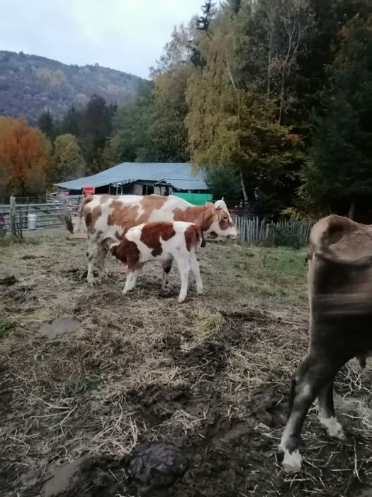 Vand vaci cu vitei