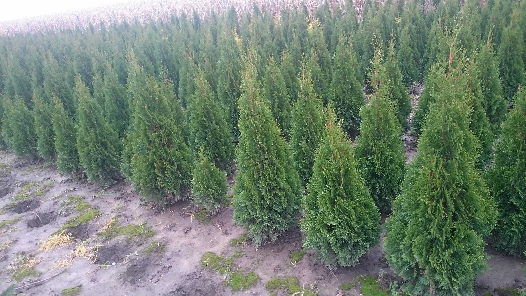 Tuia Thuia Thuja smaragd, gros, frumos, mare 100-120cm