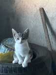 Pisicute spre adoptie