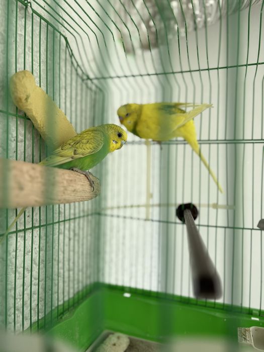 Perus - pereche.