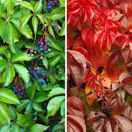 Vita De Vie (Canadiana Roșu)