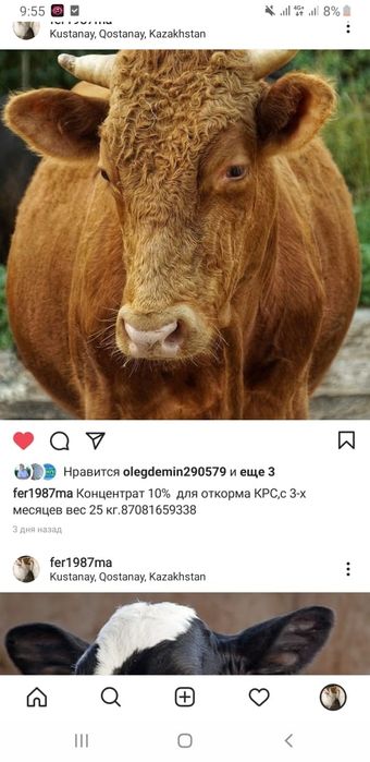 Концентрат и комбикорм для крс