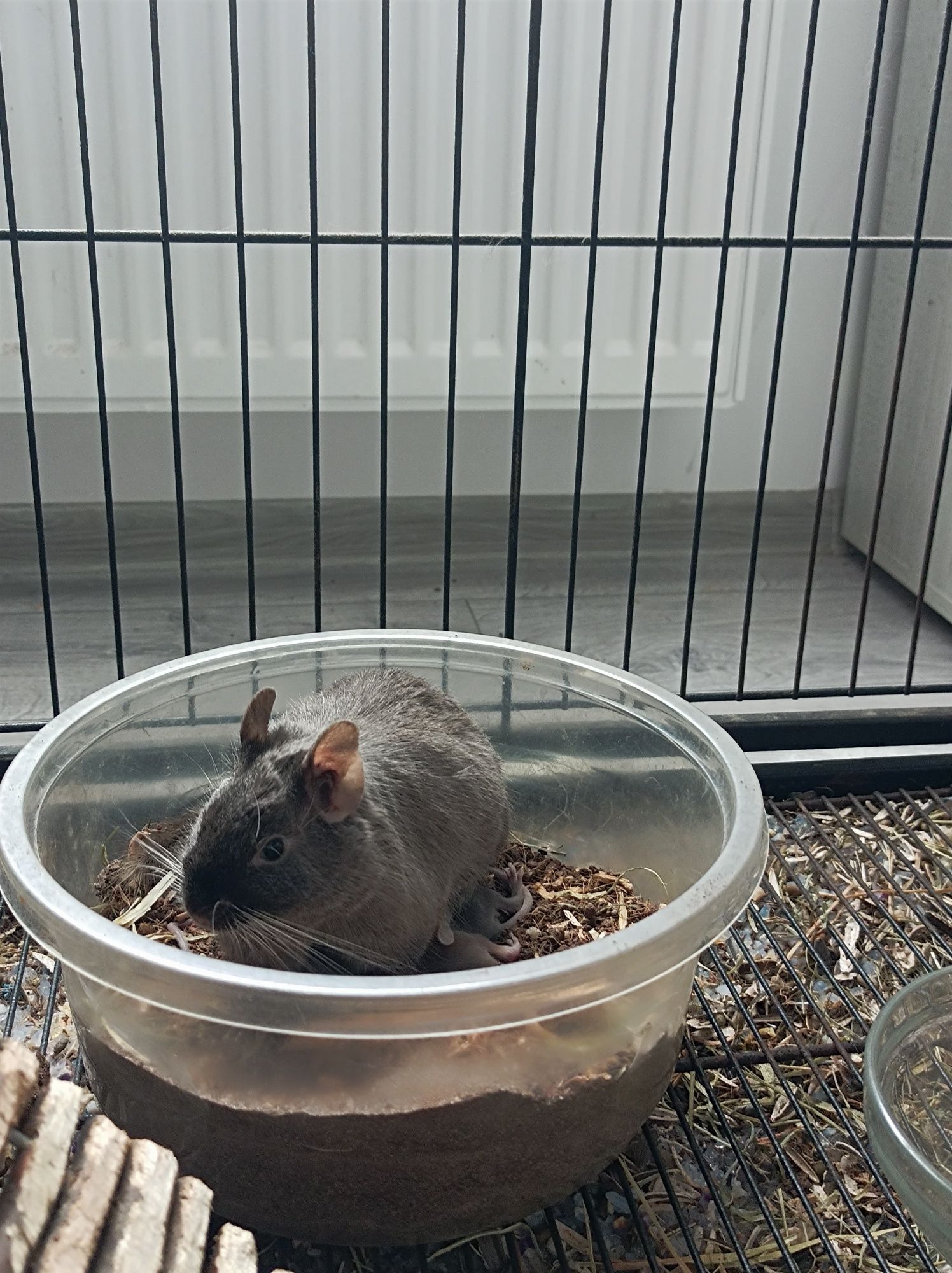 Veverițe degu și accesorii