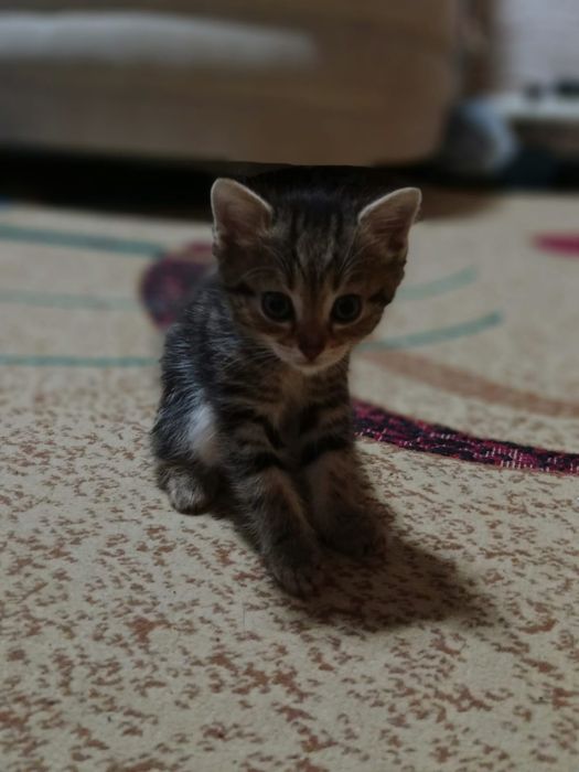 Котята игривые домашние