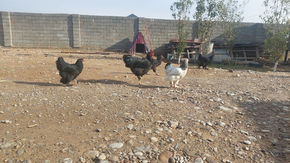 Тауыктар сатылады