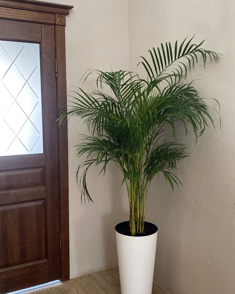 Дипсис пальма арека  высокие растения озеленение цветы для офиса