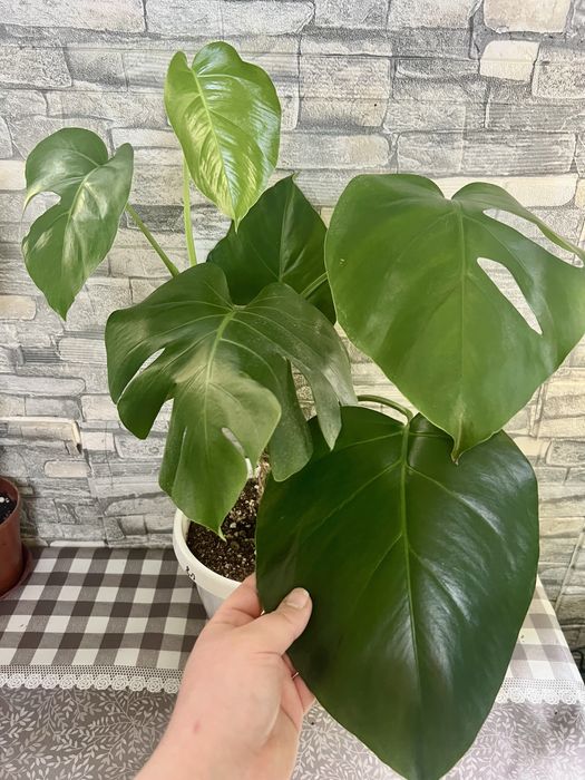 Продается монстера