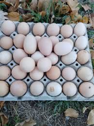 Vand oua de rata Pekin , am si 5 rate de vandut