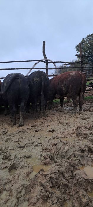 Продадени са животните