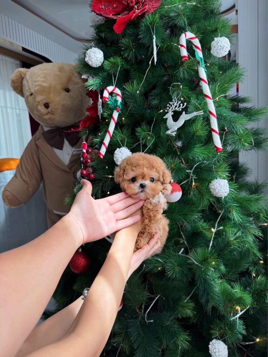 Maltipoo/poodle-pudel toy -mini toy roscat apricot