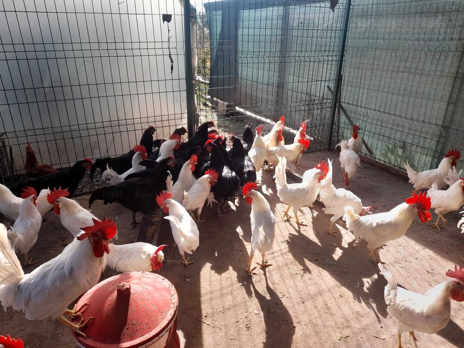 Vand cocosi leghorn si australorp 2025