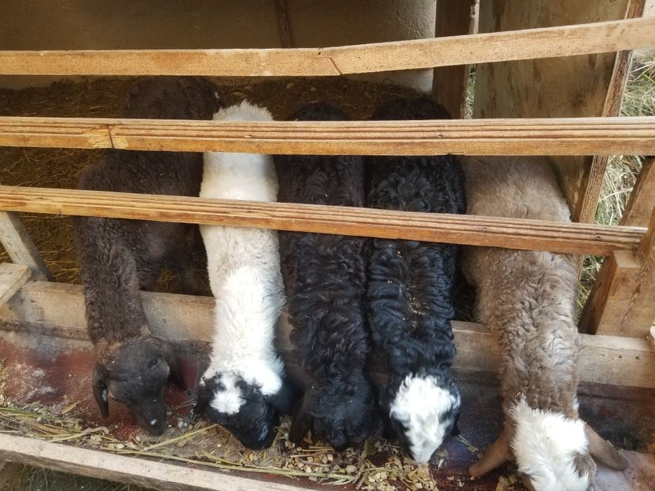 4 5 oylik ekiz barachalar 5ta xamasi quchqor