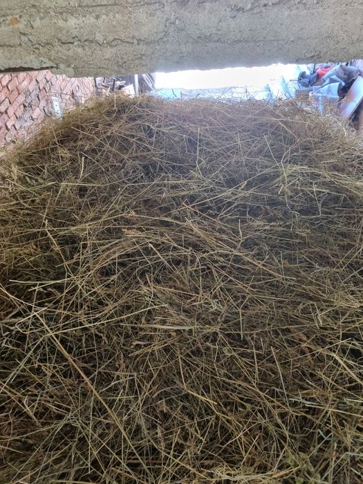 De vânzare FÂN calitatea 1